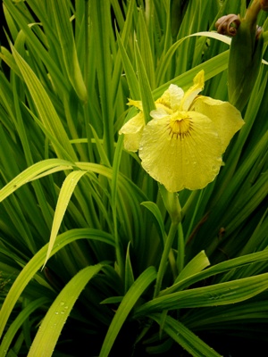 白沙村荘