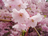 梅から桜へ