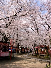 平野の桜