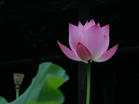 蓮