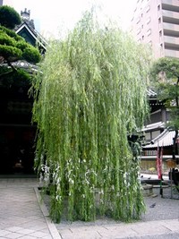 縁結びの柳