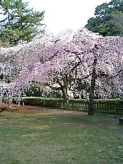 京都の桜、開花へ！