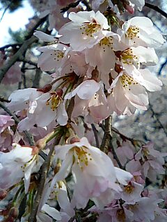 京都の桜、開花へ！