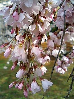 京都の桜、開花へ！