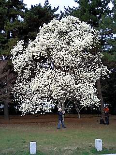 京都の桜、開花へ！