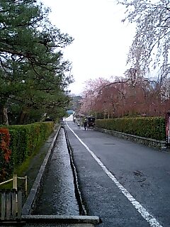 琵琶湖疏水の桜並木 と 祇園・夜桜の宴