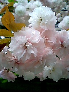 京都御苑の八重桜