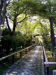 新緑の光悦寺