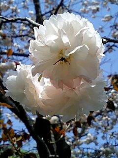 桜の原谷苑