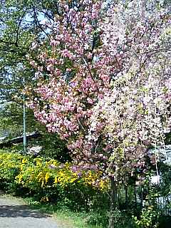 桜の原谷苑