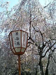 桜の原谷苑