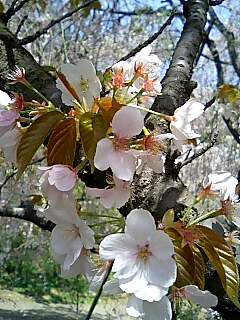 桜の原谷苑