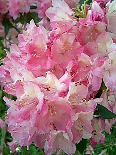 桜の原谷苑
