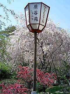 桜の原谷苑