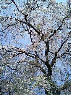 桜の原谷苑