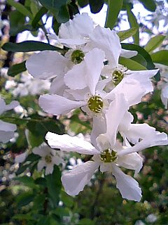 桜の原谷苑