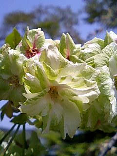 桜の原谷苑