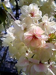 桜の原谷苑