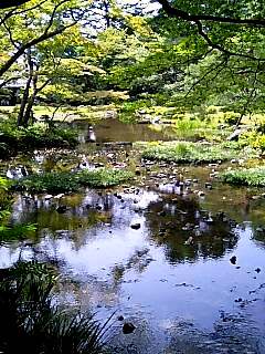 平安神宮・花菖蒲