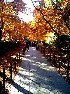 粟生光明寺