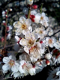 東寺の梅