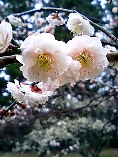京都御苑の梅