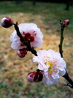 京都御苑の梅