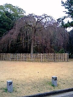京都御苑の梅