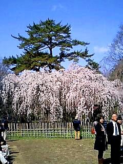 京都御苑・近衛邸跡の糸桜