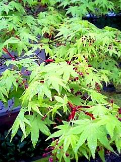 養源院の桜と新緑