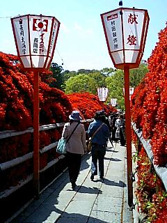 再び、長岡天満宮の霧島躑躅