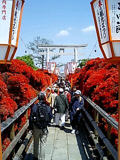 再び、長岡天満宮の霧島躑躅