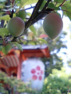 再び、長岡天満宮の霧島躑躅