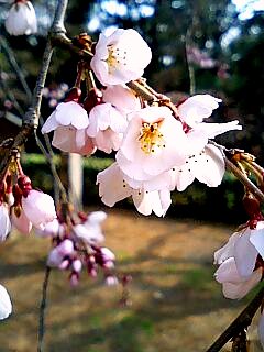 京都御苑・近衛邸跡の枝垂れ桜