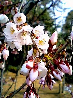 京都御苑・近衛邸跡の枝垂れ桜