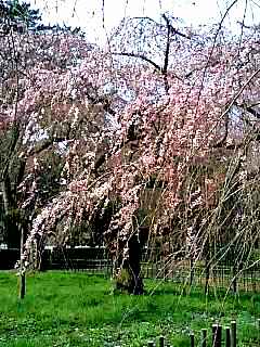 京都御苑・近衛邸跡の枝垂れ桜