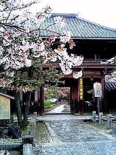 本法寺の桜