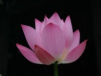 悟り
