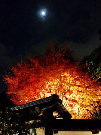 幻想の世界・紅葉ライトアップ　≪　天授庵　≫