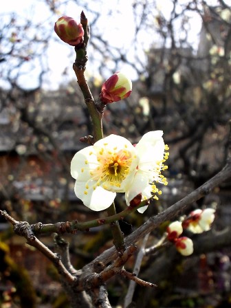 ≪　梅の花、ちらほら♪　≫