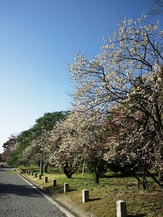 ≪　ようやく梅が満開に！　≫　in　京都御苑
