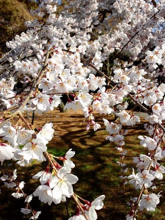 ≪　桜の季節到来　≫　in　京都御苑・近衛桜