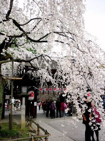 京都の桜の一大名所　≪　平野神社　≫