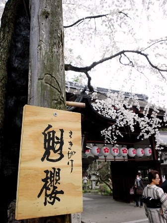 京都の桜の一大名所　≪　平野神社　≫