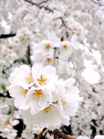京都の桜の一大名所　≪　平野神社　≫