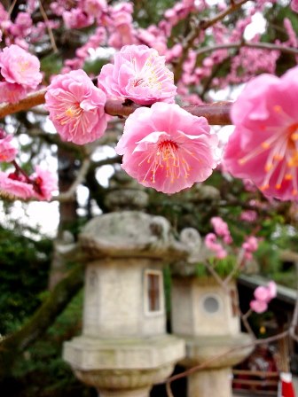 梅もまだまだ見頃です♪　≪　北野天満宮　≫