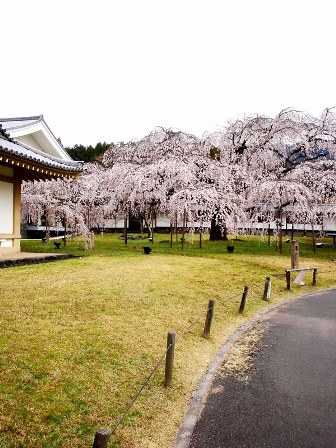 早咲きの桜が満開♪　≪　醍醐寺 ・ 霊宝館　≫