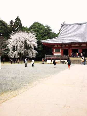 早咲きの桜が満開♪　≪　醍醐寺 ・ 霊宝館　≫