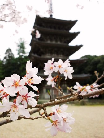早咲きの桜が満開♪　≪　醍醐寺 ・ 霊宝館　≫
