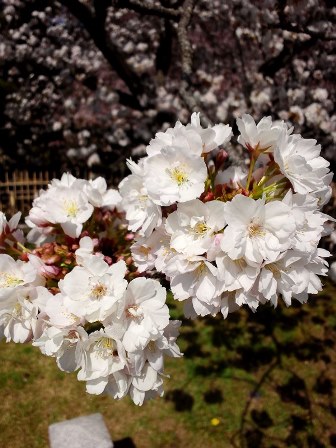 ≪　車返しの桜　≫　in　京都御苑